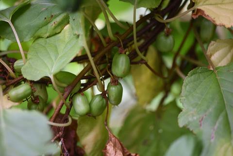Nanabush food forests