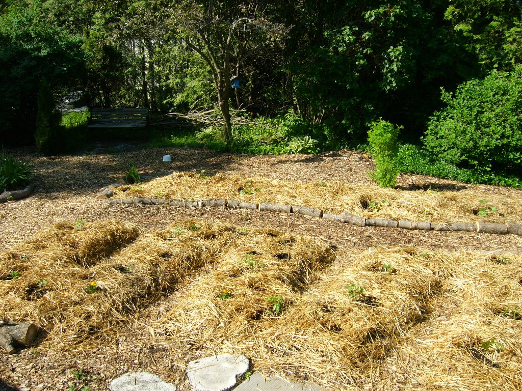 sheet mulched garden beds