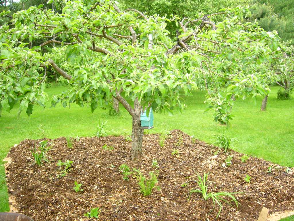 sheet mulch around tree