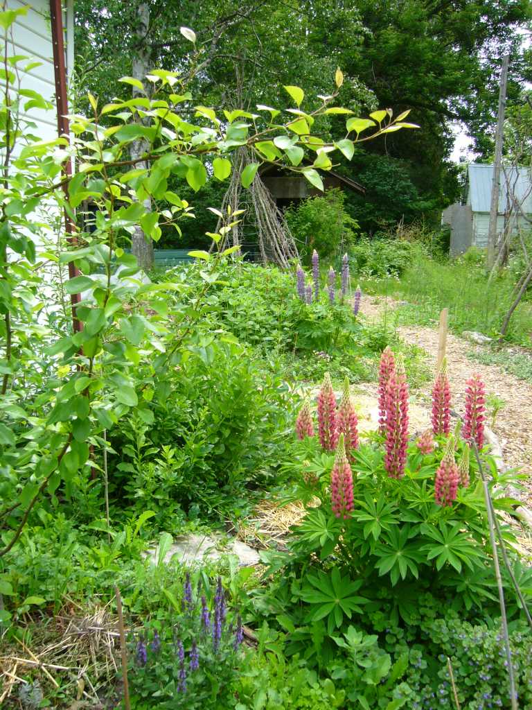 perennial polyculture around a pear tree
