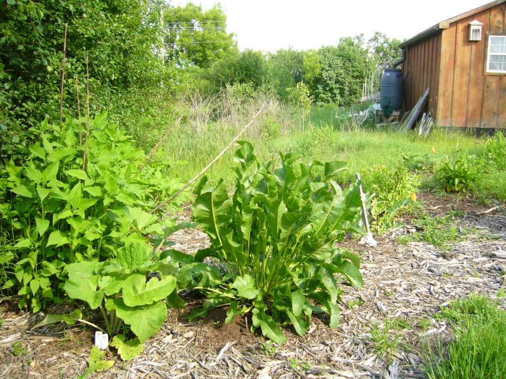 The Table's edible forest garden