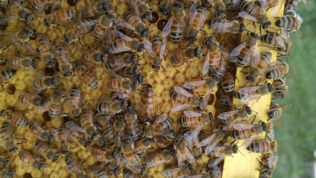 Radical Homestead bees