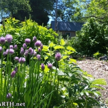 chives, catnip, silverweed and lupin, with currant bush and plum tree in background
