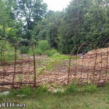willow "woven" fences