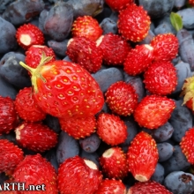 our first haskap berries, with wood and cultivated strawberries