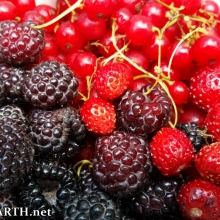 black raspberries and red currants