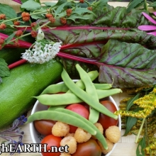 harvest!