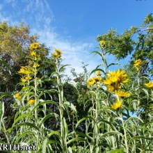 Maximilian sunflowers