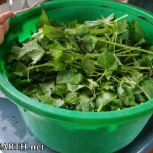 garlic mustard harvest