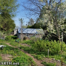 spring garden in bloom