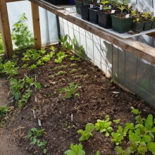 greenhouse in spring