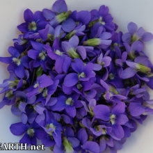 violet flowers