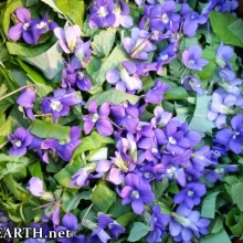 salad with 13 perennials/wilds