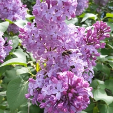 bee on lilac