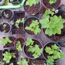 divided and repotted plants