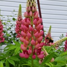 bee on lupin flower