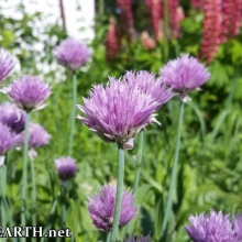 chive flowers