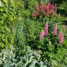 spring garden in bloom