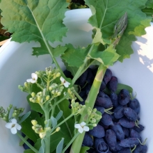 honeyberries, strawberries, asparagus, collard and sea kale