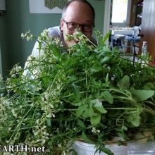 cleared the greenhouse, making pesto