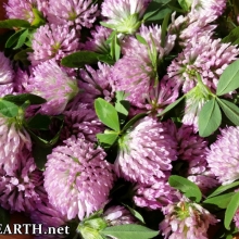 red clover flowers