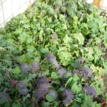 amazing self-seeded kale: Red Russian and Siberian