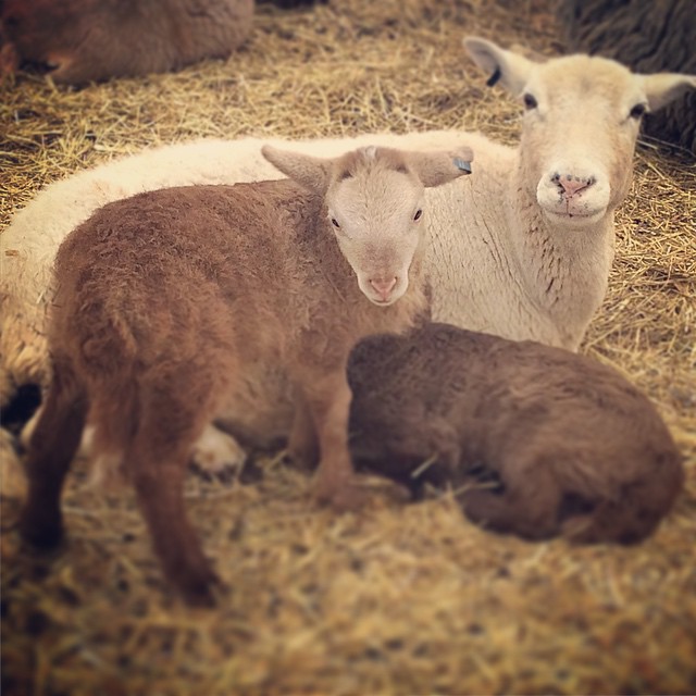 sheep at Hollyhock Grange