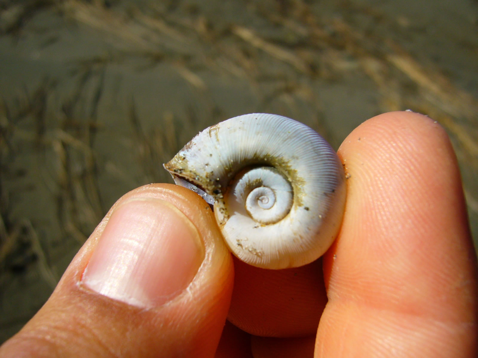fingers holding spiral shell