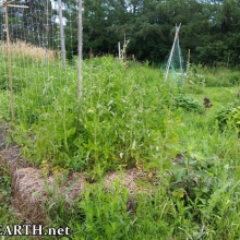 Nanabush Food Forests