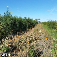 Kula Permaculture farm